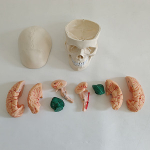 Modèle anatomique <span class=keywords><strong>de</strong></span> crâne humain grandeur nature <span class=keywords><strong>de</strong></span> bonne qualité, détachable, avec cerveau amovible, pour l'enseignement médical - Product Image 2