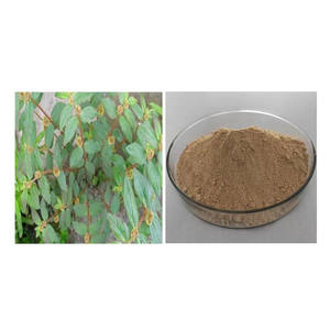 工場供給ガーデンエルフォルビアハーブエキスパウダートップグレードユーフォルビアヒルタエキス - Product Image 2