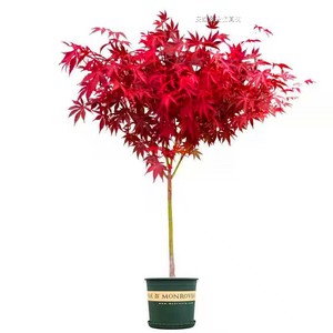Bonsaï artificiel d'érable rouge <span class=keywords><strong>en</strong></span> <span class=keywords><strong>pot</strong></span>, feuilles réalistes à cinq branches, faux érable japonais pour la décoration de la maison et <span class=keywords><strong>du</strong></span> bureau - Product Image 5