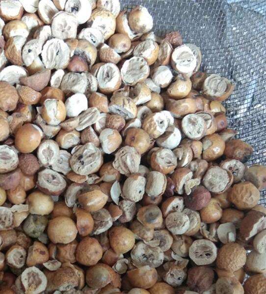 川楝子 - Fructus Toosendan | 品牌：成一堂（Chengyitang） | 型号：fructus toosendan | 干果制品