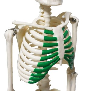 Modelo de esqueleto humano FRT012 de PVC para enseñanza médica, cráneo de 85 cm de altura, con modelo de esqueleto de sternum verde. - Product Image 3
