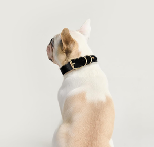 Collare <span class=keywords><strong>per</strong></span> <span class=keywords><strong>Cani</strong></span> Fatto a Mano <span class=keywords><strong>in</strong></span> Pelle Vegana Nera con Cristalli, Collare Regolabile <span class=keywords><strong>in</strong></span> Pelle con Fibbia <span class=keywords><strong>in</strong></span> Lega, Collare Classico <span class=keywords><strong>per</strong></span> Animali Domestici - Product Image 5