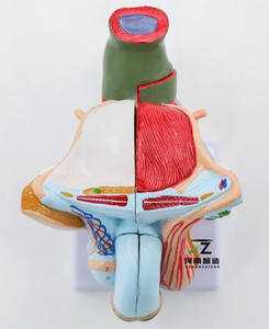 Scienza medica organo genitale maschile umano modello di formazione anatomica organo maschile genitale maschile modello organo maschile - Product Image 5