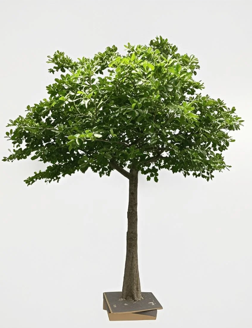 Albero di banyan 2