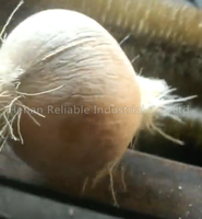 Máquina Automática para Limpiar, Pelar y Pulir Fibra de Cáscara de Coco para el Procesamiento de Frutas y Verduras, Alta Producción de 1200-1500 piezas/h