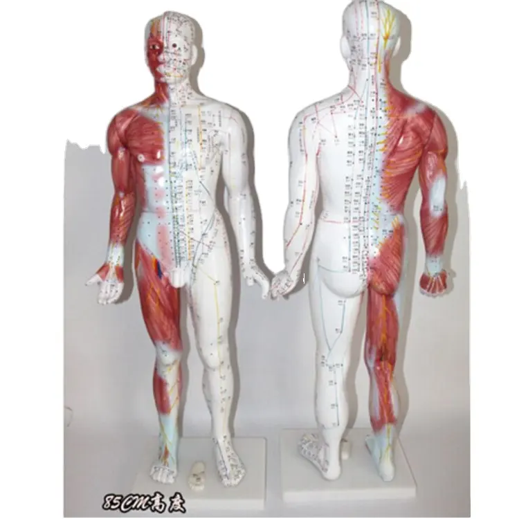 BIX-Y1004 84 см/14 меридиан точки мужской модель для иглоукалывания