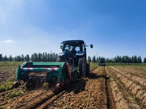 Mesin pemanen kentang penggali pemanen kentang manis pertanian - Product Image 4