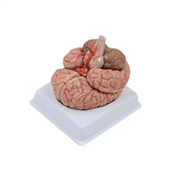 Modelo de Anatomía Cerebral para Enseñanza Médica DARHMMY, Hecho de PVC, Compuesto por 9 Partes