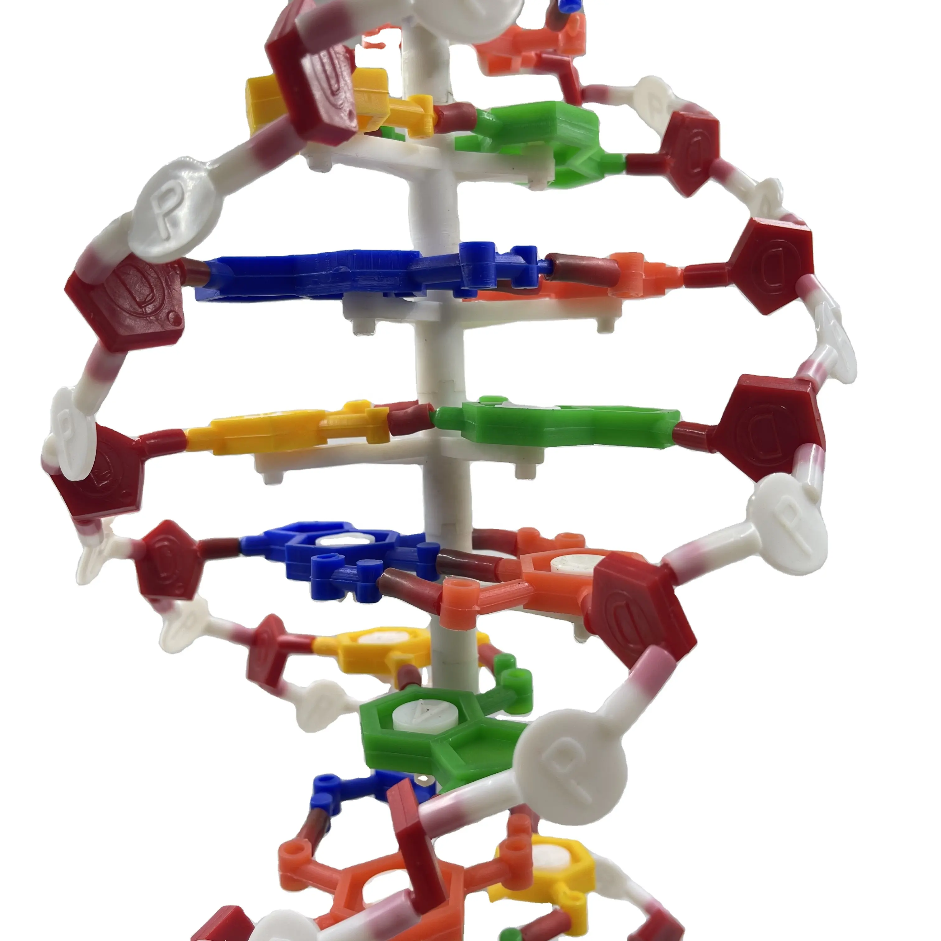 Modelo de enseñanza Modelo de estructura de doble hélice de ADN Instrumento de enseñanza de genética biológica Modelo de formación y enseñanza médica