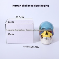 Modelo de Cráneo Humano en 3D a Tamaño Real, Color Natural, Marca Xuequan M-002, Origen CN ZHE, para Enseñanza Escolar