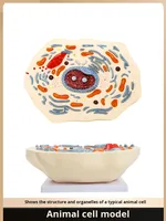Modelo de Célula Animal, Anatomía Microscópica, Membrana Celular, Citoplasma, Núcleo, Mitochondria, Ciencia Médica, Anatomía, China