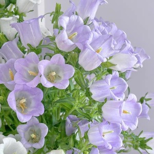 ช่อดอกไม้ผ้าไหม Yunnan Kunming สีม่วงสีขาวสำหรับการจัดบ้านสำหรับตรุษจีน - Product Image 4