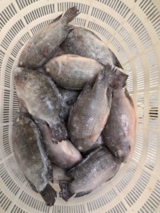 Vivana — eau fraîche pour poissons africains, 500-800, vente en gros, prix - Product Image 2