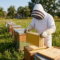 Im Angebot: Kiefernholz Langstroth Bienenstock-Rahmenset mit Kunststoff-Wachsplatten, Neue Imkereiausrüstung der Marke SP