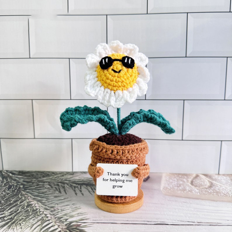 Plante de marguerites à lunettes blanches (sans base)