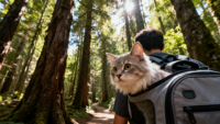 Accessoires de soins pour animaux de compagnie : Collier, gamelle, lit de voyage et équipement de fitness en PU écologique pour chiens, chats et autres animaux de compagnie.