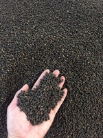Schwarzer Pfeffer Gewürze Kräuter Getreide Cassia Sternanis Chili Samen Getrocknet Vietnam 50kg Großhandel Exporteur Hohe Qualität 2 Jahre Haltbarkeit
