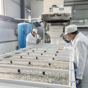 Sementes de Abóbora Verde Orgânica Fresca e Crua, Atacado da Fábrica da Mongólia Interior - Product Image 5