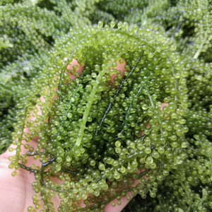 FOURNISSEUR MONDIAL-RAISINS DE MER SÉCHÉS/CAVIAR VERT DIRECT DE L'USINE - Product Image 1