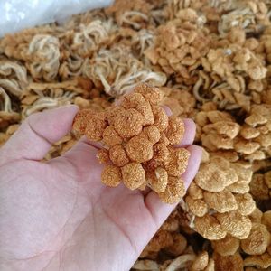 Hongo Dorado <span class=keywords><strong>de</strong></span> Toscana Seco, Cultivado Naturalmente, Comestible, <span class=keywords><strong>de</strong></span> Grado Alimenticio - Product Image 2