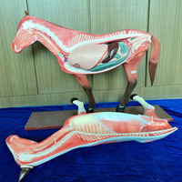 Modelo de disección de venta directa de fábrica, modelo anatómico de animales veterinarios para simulación educativa, modelo de caballo