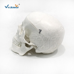 Modelo de anatomía <span class=keywords><strong>del</strong></span> <span class=keywords><strong>cráneo</strong></span> <span class=keywords><strong>humano</strong></span> de 3 partes, 22 <span class=keywords><strong>huesos</strong></span> <span class=keywords><strong>del</strong></span> <span class=keywords><strong>cráneo</strong></span> que demuestran la base <span class=keywords><strong>del</strong></span> <span class=keywords><strong>cráneo</strong></span> y las líneas de sutura - Product Image 3