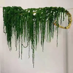 <span class=keywords><strong>Amaranto</strong></span> Preservado Natural de Alta Calidad T2035, <span class=keywords><strong>Amaranto</strong></span> Colgante Preservado para Navidad, Acción de Gracias y Bodas - Product Image 5