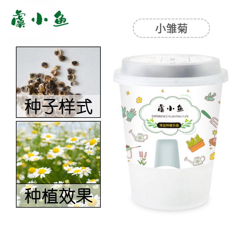 Kit de plantation de marguerites