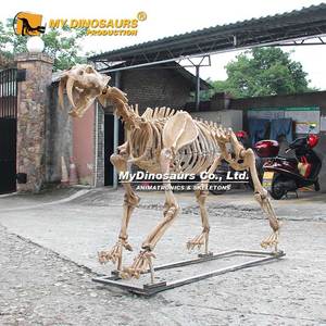 Esqueleto de Machairodus de la Era Glaciar del Museo MY <span class=keywords><strong>DINO</strong></span>, en Venta - Product Image 5