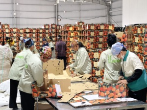 ลิ้นจี่สดจากเวียดนาม Luc ngan ที่มีผิวบางและมีกลิ่นหอมแรง - Product Image 3