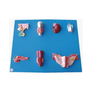 Modelo de Anatomía Humana del Sistema Endocrino, Herramienta de Enseñanza Escolar, Modelo de Órganos Endocrinos de 7 Partes - Product Image 1