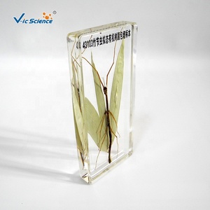 Espécimen incrustado de animales, resina de insectos, espécimen de palo de bambú - Product Image 3