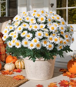 Modern Year Round Seasonal Artificial Thanksgiving <strong>Mums</strong> For Fall Festival Autumn Fair Harvest Party Thanksgiving Feast - Product Image 1