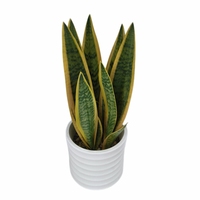 Plante Serpent à Bordure Dorée Artificielle en Pot pour la Décoration de la Maison, du Bureau ou du Comptoir