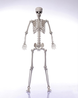 Décorations de squelette grandeur nature pour Halloween, 185 cm/6 pieds, entièrement flexibles avec articulations mobiles, pour maison hantée, jardin extérieur, événement d'horreur