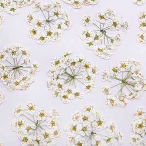 <span class=keywords><strong>Fiori</strong></span> Veri Pressati in Sfera Meadow Sweet Flower - Product Image 4