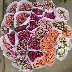 Flores de Clavel Dodin Multicabeza al por Mayor, Flores Frescas de Yunnan Duodingkang de Cabello Liso para Navidad y Día de San Valentín - Product Image 3