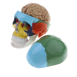 Modelo de Cráneo Humano de 8 Partes, Anatomía del Cerebro - Product Image 5