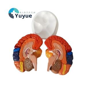 Modèle anatomique des zones fonctionnelles du <span class=keywords><strong>cerveau</strong></span> humain, codées par couleur, en 2 parties, pour l'enseignement de la neurosciences - Product Image 1