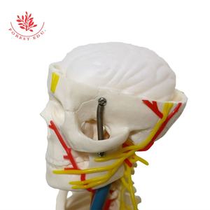Modello anatomico 85cm migliore vendita scheletro modello FRT013 W/vasi nervosi sangue e radici nervose scienza medica - Product Image 3
