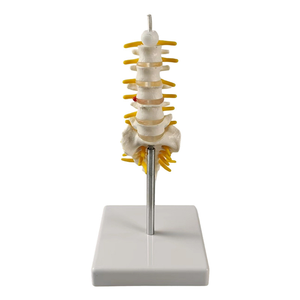 Abnehmbares kleines Becken mit Lenden gurt-Leichte Unterstützung für unteren Rücken und Becken - Product Image 2