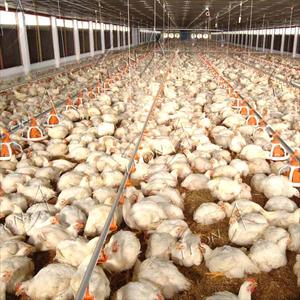 Equipo Automático para Granjas Avícolas de Pollos de Engorde, Fácil Instalación, en Oferta - Product Image 5