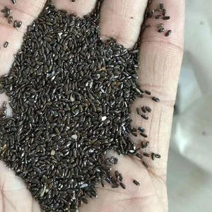 ดอกลาเวนเดอร์สวยงามสำหรับตกแต่งสวนดอกไม้ - Product Image 2