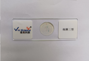 Juego de 16 Portaobjetos Preparados para <span class=keywords><strong>Microscopio</strong></span>, Biología General de Nivel Avanzado para Laboratorios de Secundaria y Universidad, CE ISO ROHS CNAS - Product Image 5