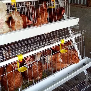 Hot Sell Animal Cage Supplier Egg Layer Poultry Equipment Rearing Chickens A Type Chicken Cage Price For Sale