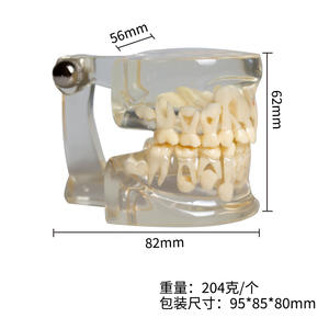 Modelo de Dientes Permanentes Primarios para Pacientes Dentales Pediátricos, Cristal Transparente, Herramienta de Comunicación Médico-Paciente, Ciencia Médica - Product Image 5