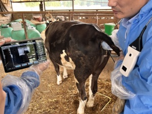 Échographe vétérinaire DMSU25 à prix abordable avec sonde sans fil neuve N&B pour la détection précoce de la gestation chez les bovins - Product Image 6