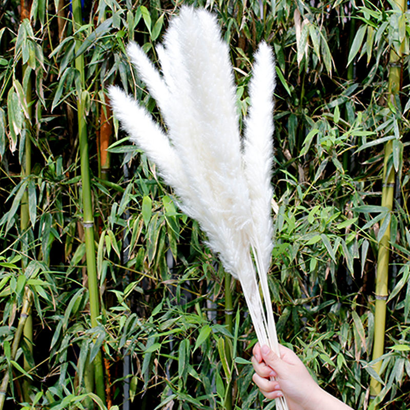 pequeñas pampas blancas
