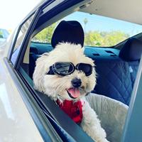 Lunettes de soleil pour animaux de compagnie, lunettes de protection UV pour chiens et chats, accessoires de protection des yeux pour animaux de compagnie, vente en gros