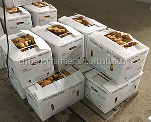 Harga grosir jahe kuning Tiongkok jahe segar Crop baru 2025 - Product Image 6